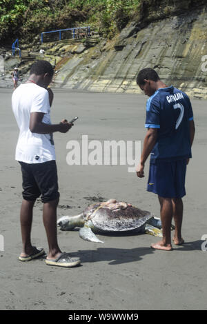 Junge Menschen sehen tote Echte Karettschildkröte (Eretmochelys imbricata) mit dem Boot Propeller in Ladrilleros, Pazifikküste Kolumbiens getötet. Stockfoto