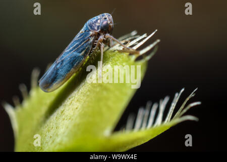 Hemiptera Bug auf einen Garten Pflanze, Details des Insekts Stockfoto