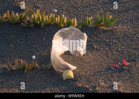 Leer single use Kunststoff Trinkflasche am Sandstrand in Buchupureo, Chile Stockfoto