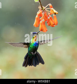 Kolibri in Costa Rica Stockfoto