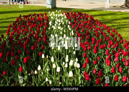 Blumenbeete, die zu Ehren des lettischen Unabhängigkeitstages entworfen wurden Stockfoto