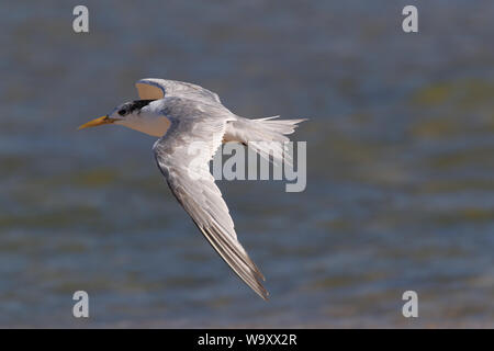 Mehr Thalasseus crested tern (Sterna bergii bergii Velox,) Noosa Heads, Queensland, Australien Stockfoto