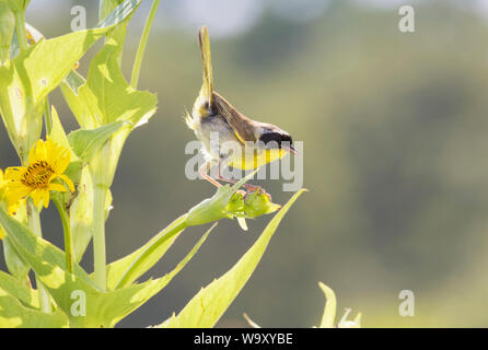 Gemeinsame yellowthroat (Geothlypis trichas) auf gelbe Blüten Stockfoto