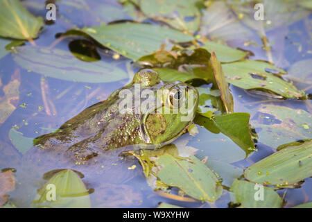 Große Amerikanische Ochsenfrosch versteckt im Wasser über makrophyten Stockfoto