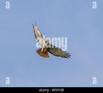 Red-tailed Hawk im Flug mit komplett ausgebreiteten Flügeln im blauen Himmel Stockfoto