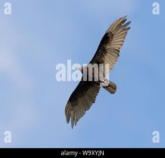 Truthahngeier fliegen mit Flügeln, die in einem blauen Himmel Stockfoto
