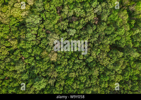 Antenne Top view Wald, Textur der Wald Blick von oben, drone Ansicht Stockfoto