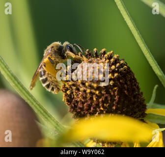 Westlichen Honigbienen (Apis mellifera) Pollen sammeln auf gelben Kegel Blumen in der Iowa prairie Stockfoto