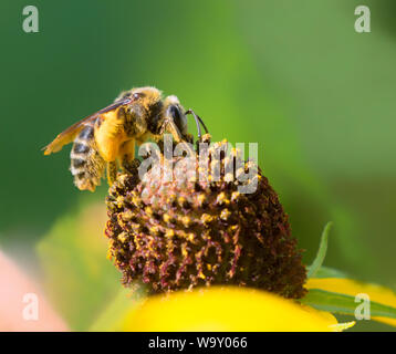 Westliche Honigbiene (APIs mellifera) sammelt Pollen auf gelben Kegelblüten in der Prärie von Iowa Stockfoto