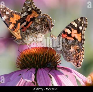 Painted Lady batterflies Paradaise die lila Coneflowers in der Iowa pairie Stockfoto