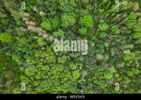 Antenne Top view Wald, Textur der Wald Blick von oben, drone Ansicht Stockfoto
