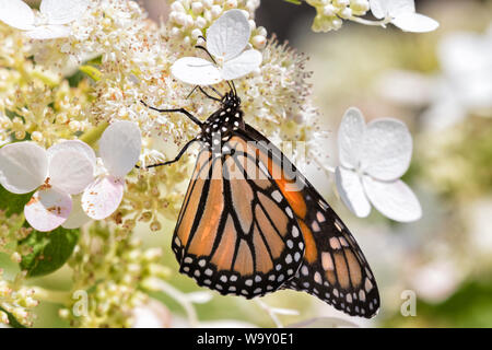 Monarchfalter (danaus Plexippus) auf die weiße Hortensie Blumen thront, Iowa Stockfoto