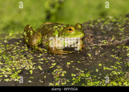 Amerikanische Ochsenfrosch (Lithobates catesbeianus) bei Ledges State Park, Iowa, USA Stockfoto