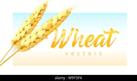 Zwei realistische Weizen ährchen mit Weizen Schriftzug auf Sky und Feld Farbe Hintergrund. Moderne emblem Vorlage, Vector Illustration. Stock Vektor