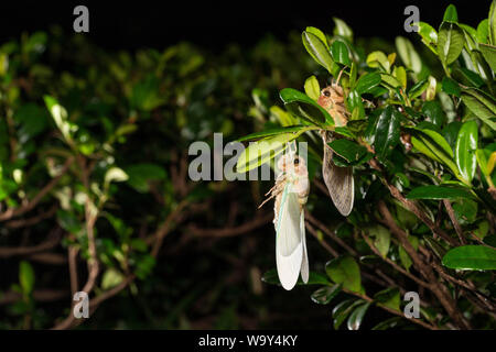 Entstehung Der Große braune Zikade (Graptopsaltria nigrofuscata), Setagaya-Ku, Tokio, Japan Stockfoto