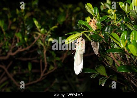 Entstehung Der Große braune Zikade (Graptopsaltria nigrofuscata), Setagaya-Ku, Tokio, Japan Stockfoto