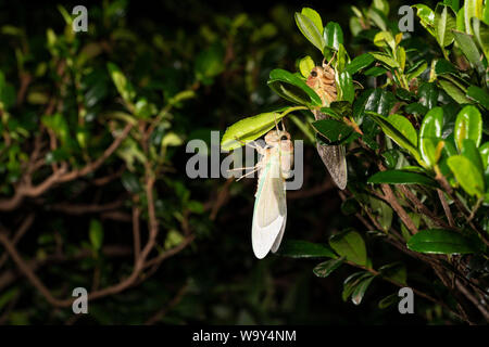 Entstehung Der Große braune Zikade (Graptopsaltria nigrofuscata), Setagaya-Ku, Tokio, Japan Stockfoto