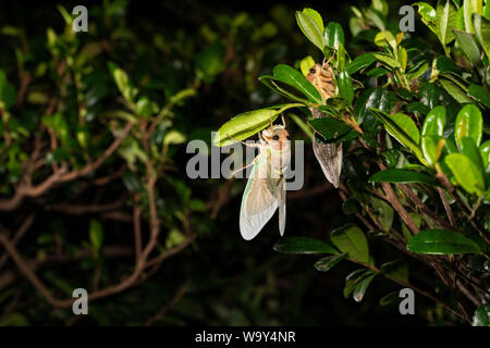 Entstehung Der Große braune Zikade (Graptopsaltria nigrofuscata), Setagaya-Ku, Tokio, Japan Stockfoto