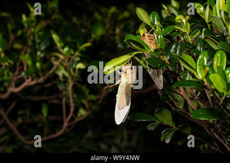 Entstehung Der Große braune Zikade (Graptopsaltria nigrofuscata), Setagaya-Ku, Tokio, Japan Stockfoto