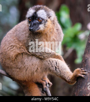 Weibliche gemeinsame Braun Lemur (Eulemur fulvus) Stockfoto