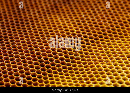Hintergrund Textur eines Abschnitts von Wachs Waben aus einem Bienenstock gefüllt mit goldenem Honig. Imkerei Konzept Stockfoto