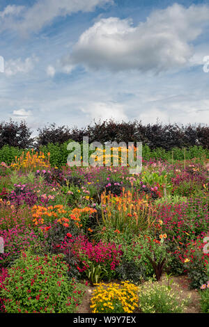 Farbenfrohe Sommer Blumenbeete im Aston Pottery. Aston, Bampton, Oxfordshire, England Stockfoto