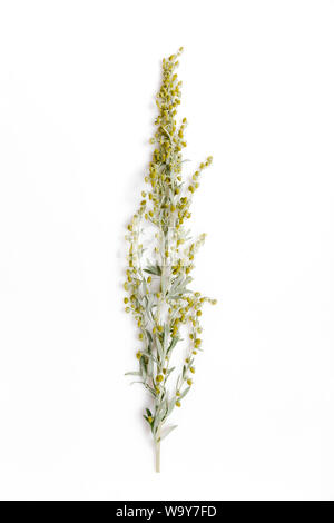 Heilpflanzen, Sagebrush, Artemisia, Beifuß auf einem weißen Hintergrund. Stockfoto