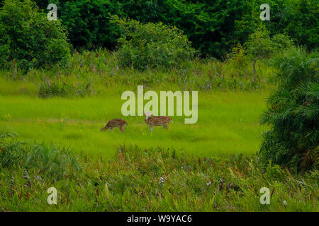 Spotted Deer in Sundarbans, der größte Mangrovenwald der Welt. Bangladesch. Stockfoto