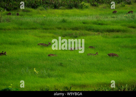 Spotted Deer in Sundarbans, der größte Mangrovenwald der Welt. Bangladesch. Stockfoto