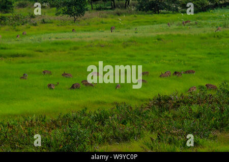 Spotted Deer in Sundarbans, der größte Mangrovenwald der Welt. Bangladesch. Stockfoto