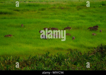 Spotted Deer in Sundarbans, der größte Mangrovenwald der Welt. Bangladesch. Stockfoto