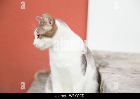 Eine Katze (Felis catus) sitzen auf sone Schritte und seitwärts schauen entspannt in dem einfachen Hintergrund, die Altstadt von San Juan, San Juan, Puerto Rico. Stockfoto