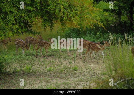 Spotted Deer in Sundarbans, der größte Mangrovenwald der Welt. Bangladesch. Stockfoto