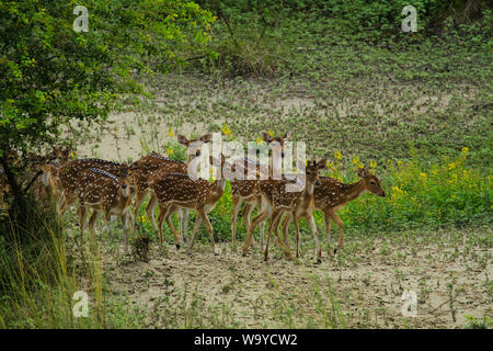 Spotted Deer in Sundarbans, der größte Mangrovenwald der Welt. Bangladesch. Stockfoto