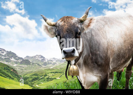 Kuh in Berge im Sommer an einem sonnigen Tag Stockfoto