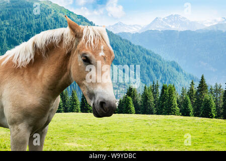 Pferd in Berge im Sommer an einem sonnigen Tag Stockfoto