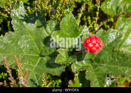 Cloudberry wächst in einem Sumpf, Bild in Schweden Region Dalarna genommen Stockfoto