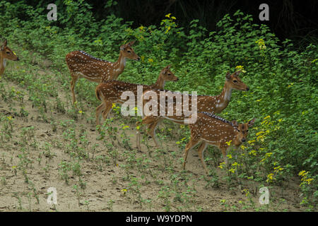 Spotted Deer in Sundarbans, der größte Mangrovenwald der Welt. Bangladesch. Stockfoto