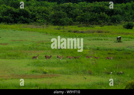 Spotted Deer in Sundarbans, der größte Mangrovenwald der Welt. Bangladesch. Stockfoto