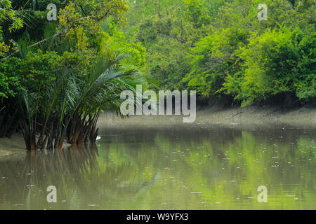 Sundarbans, der größte Mangrovenwald der Welt. Bangladesch. Stockfoto