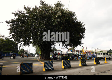 ANTIPOLO CITY, Philippinen - 12. AUGUST 2019: Eine erhalten und geschützt alte Balete Baum steht in der Mitte der Straße. Stockfoto