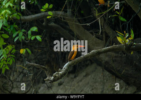 Brown-winged Eisvogel oder Khoirapakha Machranga im Sundarbans. Bagerhat, Bangladesch. Stockfoto