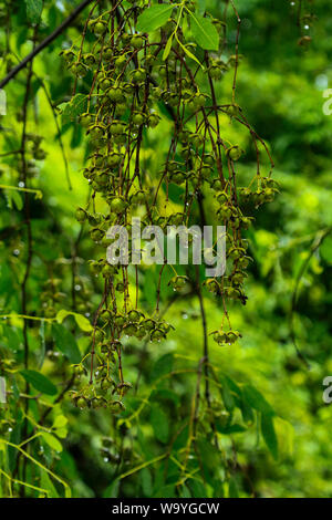 Regen fällt auf Keora Früchte in den Sundarbans, Katka, Bagerhat, Bangladesch. Stockfoto