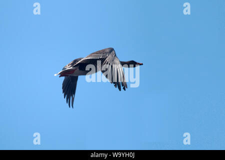 Wald bean goose Unterarten (Anser fabalis fabalis) im Flug Stockfoto