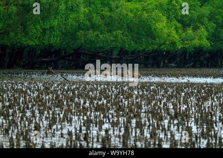 Spotted Deer in Sundarbans, der größte Mangrovenwald der Welt. Bangladesch. Stockfoto