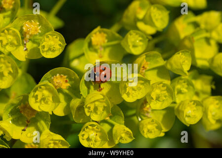 Marienkäfer auf Euphorbia Stockfoto