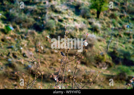 Feder im Himalaya Tal. Blühende Mandeln und Vogel auf Zweig mit weißen Blüten. Grau Bhushchat Männlich Stockfoto