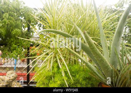 Spiky Agave bunte Agave (Agave tequilana) mit Wasser auf den Blättern nach Regenfällen. Streuen Sie nieselregen Nebeldusche der Regentropfen auf den Blättern. Regen Dro Stockfoto