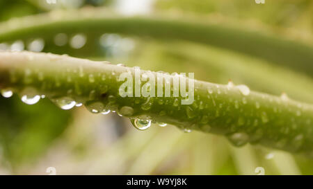 Spiky Agave bunte Agave (Agave tequilana) mit Wasser auf den Blättern nach Regenfällen. Streuen Sie nieselregen Nebeldusche der Regentropfen auf den Blättern. Regen Dro Stockfoto
