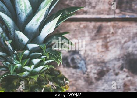 Nahaufnahme der spitzen Blätter der Ananas auf a Holzhintergrund Stockfoto